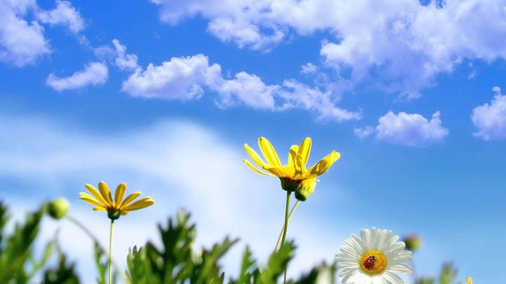 Sun Flowers In Meadow Fields